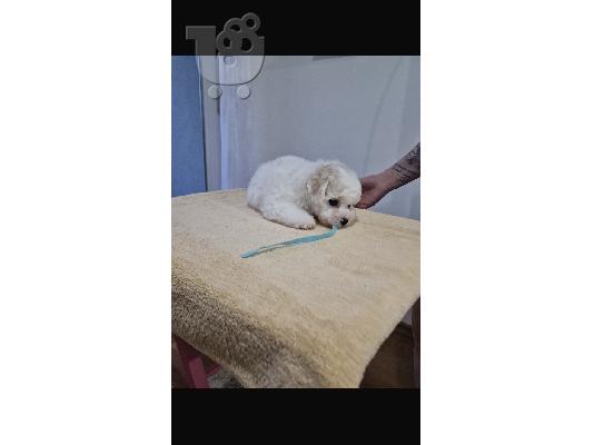 Bichon Frize κουτάβια