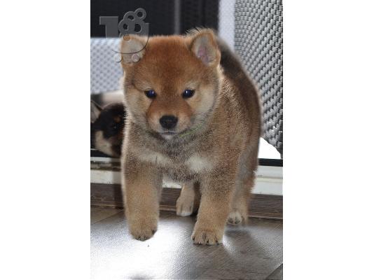 PoulaTo: Shiba Inu κουτάβια