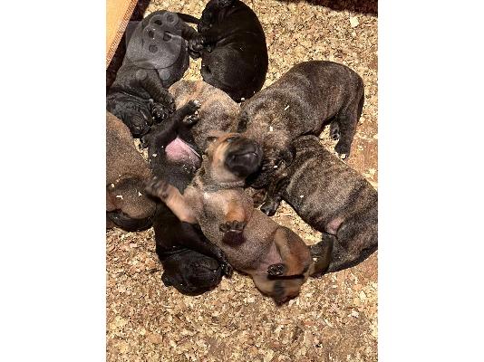 Νότιο Αφρικανικό Μαστίφ – Boerboel Κουτάβια