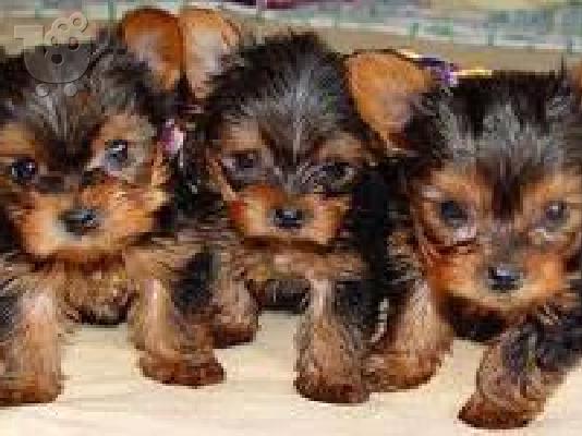 PoulaTo: Ποιότητα Tiny Yorkie κουτάβια