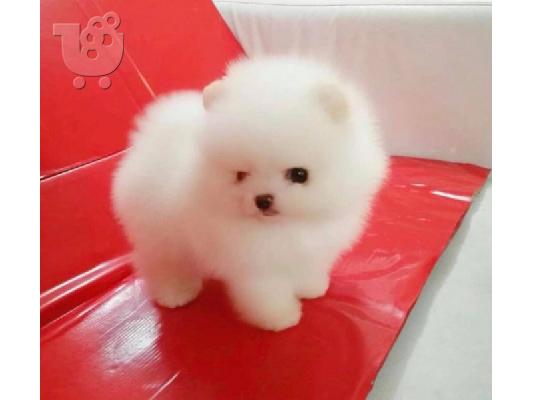 PoulaTo: Γεια σας, εδώ έχουμε 2 πανέμορφα κουτάβια Pomeranian