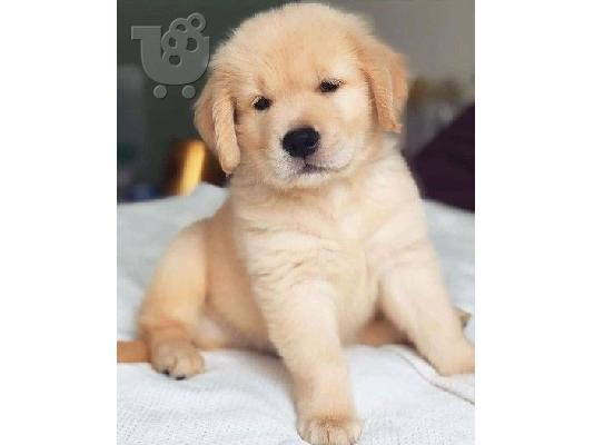 PoulaTo: Πωλούνται κουτάβια Golden Retriever.