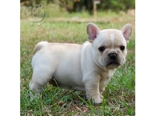 PoulaTo: Γαλλικο μπουλντογκ - French bulldog