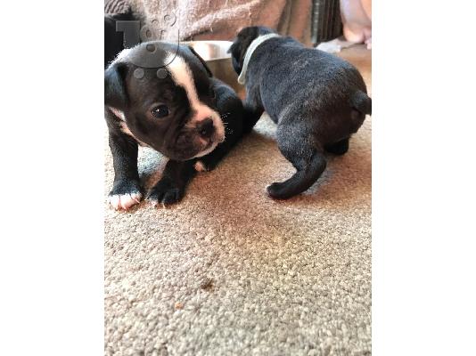 Lovely Boston Terrier κουτάβια