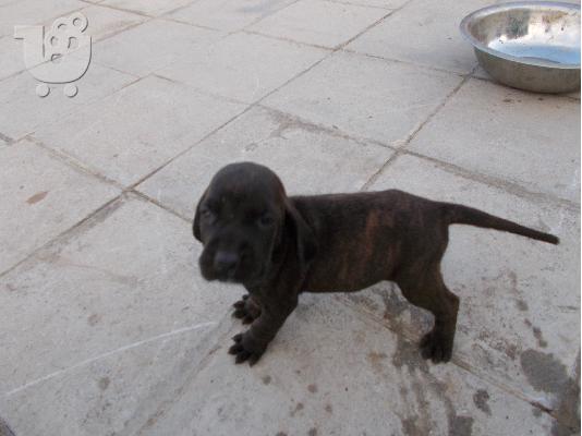 PoulaTo: Plott Hound Πωλούνται καθαρόαιμα κουτάβια.