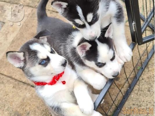 PoulaTo: Κουτάβια Siberian Husky Whatsapp/Viber +48785742139