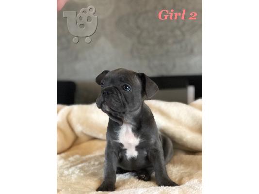 όμορφο γαλλικόBulldog έτοιμο για το νέο σπίτι τους
