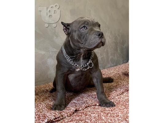 PoulaTo: American Bully Exotic Micro κουτάβια