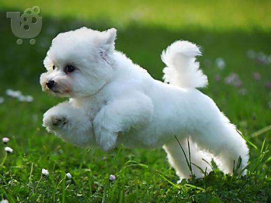 Bichon Frize κουτάβι