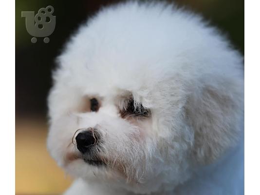 Bichon Frize κουτάβι