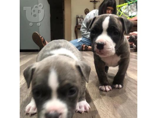 PoulaTo: κουτάβια Pitbull