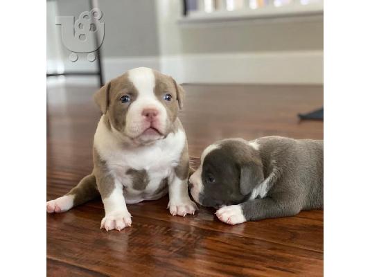 PITBULL