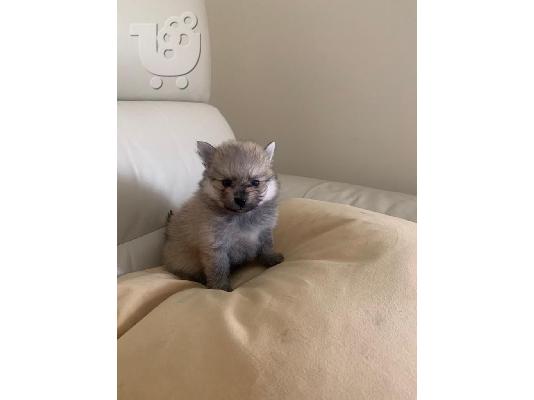 X μάζα τσαγιού Pomeranian κουτάβια
