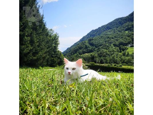 Όμορφα τούρκικα γατάκια Angora έτοιμα.