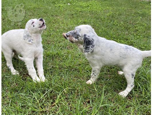 PoulaTo: Αγγλικά Σέτερ (English Setter)