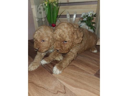 Maltipoo catelusi de vanzare