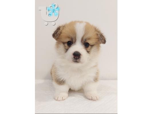 Pembroke Welsh Corgi κουτάβια