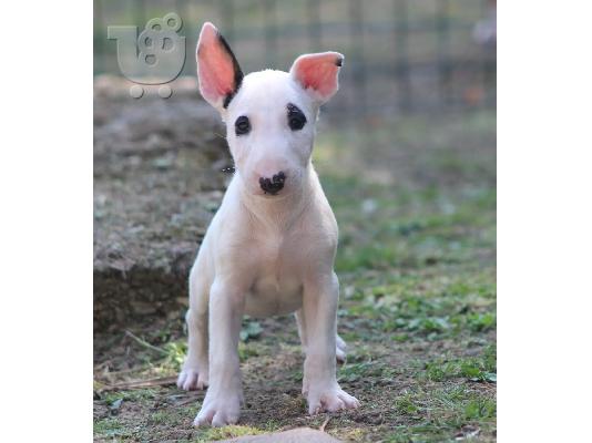 Standard Bull Terrier κουτάβια