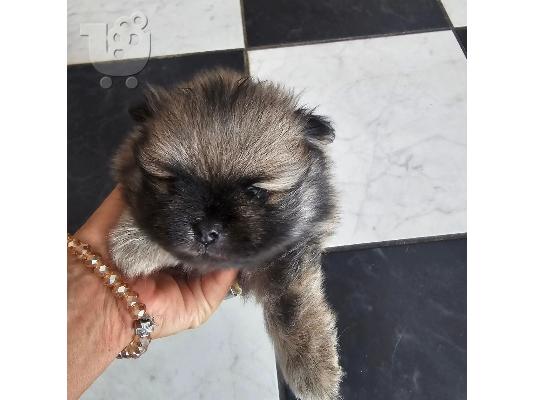 Αρσενικό κουτάβι Pomeranian Spitz