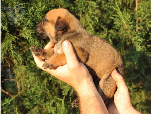 Νότιο Αφρικανικό Μαστίφ – Boerboel Κουτάβια