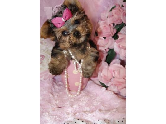 PoulaTo: Ποιότητα μικροσκοπικά κουτάβια Yorkie