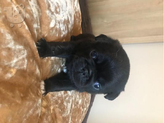 Pugs προς πώληση