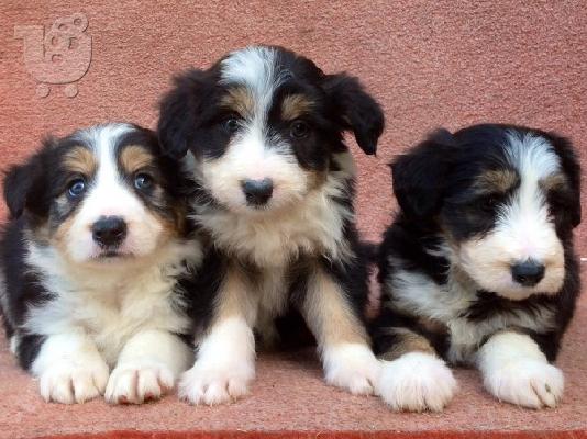 PoulaTo: Κουτάβια Border Collie 3 μηνών