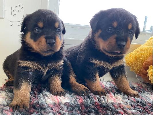 Κουτάβια Rottweiler, έτοιμα να φύγουν τώρα, μόνο 2 αγόρια...