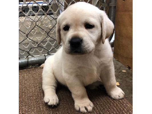 Labrador puppy parents health health   WhatsApp at +31687270602