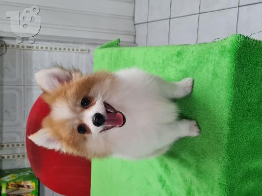 PoulaTo: Spitz mini bicolour