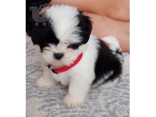 Gorgeous Shih Tzu προς πώληση.s