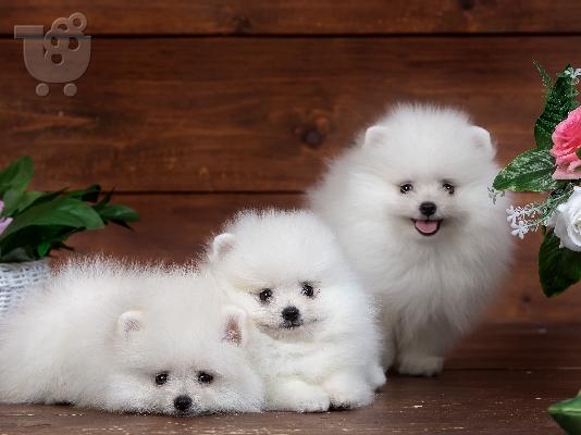 PoulaTo: Pomeranian toy