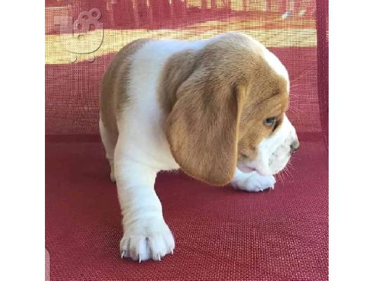 PoulaTo: Διαθέσιμα όμορφα κουτάβια Beagle