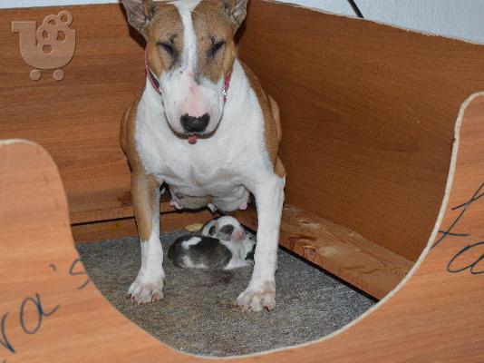 Bull Terrier κουτάβια !