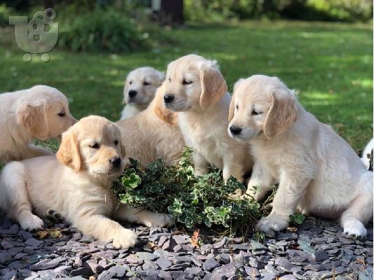PoulaTo: Υπέροχα κουτάβια Golden Retriever