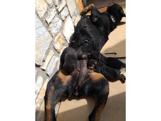 Αρσενικό Rottweiler 50 ημερών άριστα μορφολογικά .