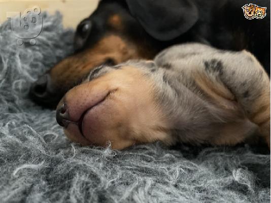 AKC Dachshunds