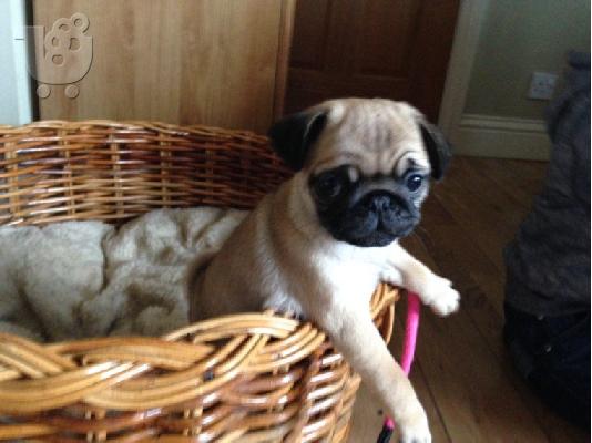 Διαθέσιμα κουτάβια PUG