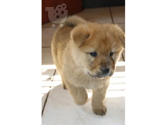 PoulaTo: Chow Chow προς πώληση με γενεαλογικά χαρτιά