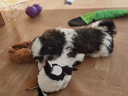 Χαριτωμένα κουτάβια Shih Tzu