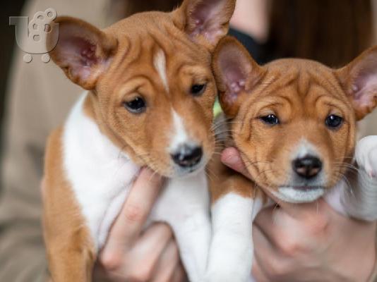 Basenji κουτάβια προς πώληση