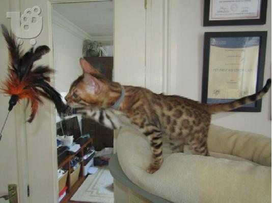 υπέροχα γατάκια BENGAl