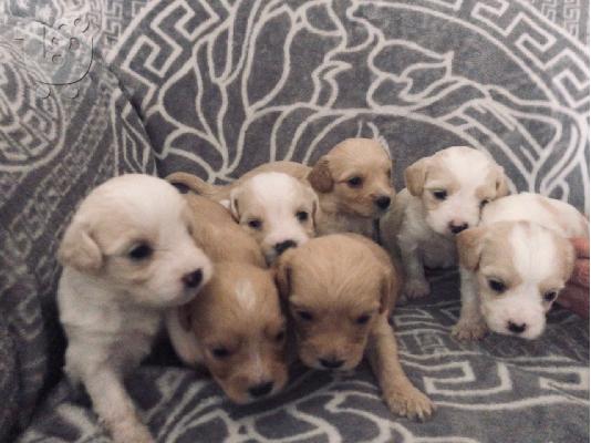 PoulaTo: Όμορφο όμορφο Cavachon