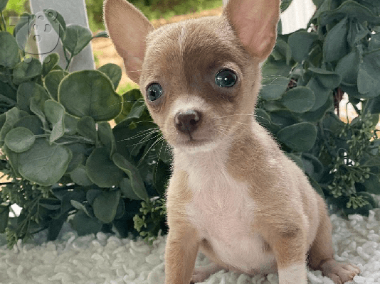 PoulaTo: Chihuahua toy