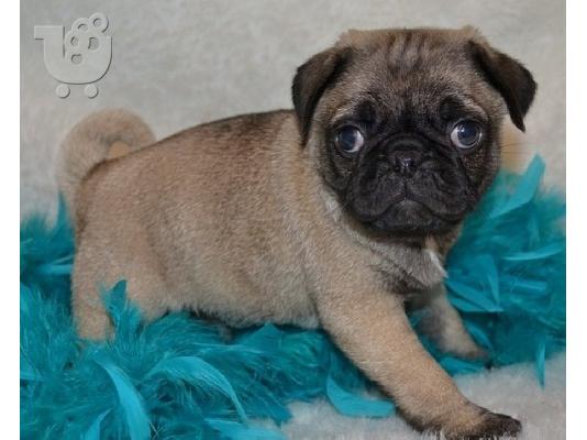 PoulaTo: Υγιή κουτάβια Pug