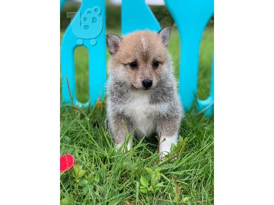 Όμορφα Pomsky κουτάβια διαθέσιμα.