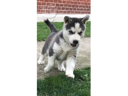PoulaTo: Σιμπέρια χλόη με μπλε μάτια / siberian husky with blue eyes