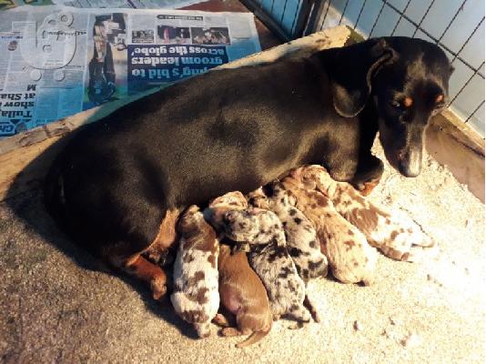 Μινιατούρα Dachshunds