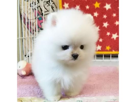 PoulaTo: Δύο φοβερά κουτάβια Pomeranian για Rehoming