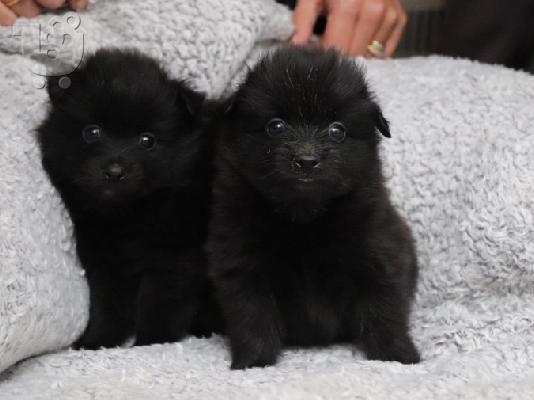 PoulaTo: Κουτάβια Pomeranian